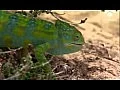 Chameleoni - dokumentární film