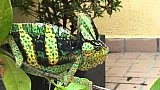 Chameleon jemenský