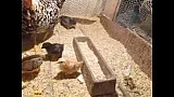 Kvočna s kuřaty