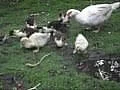 Kachna pižmová s mláďaty