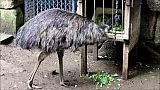 Emu hnědý