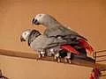 Papoušci Afriky