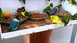 Papoušci Afriky