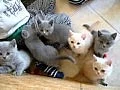Hrající si koťata
