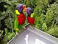 Papoušci Asie