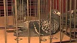 Výstava holubů Bolatice