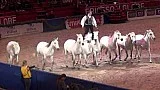 Show s koňmi ve Stockohlmu