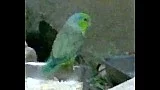 Papoušíček modravý