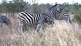 Zebra stepní