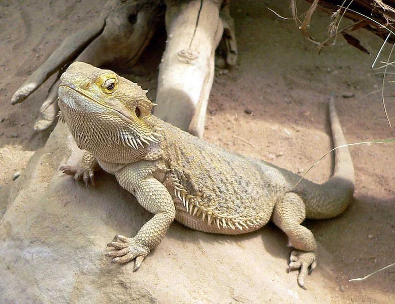 agama-vousat-pogona-vitticeps-chovzv-at-cz