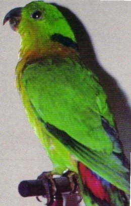 Agapornis zelenohlavý