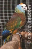 Amazoňan ohnivý Amazoňan ohnivý
