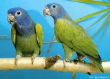 Amazónek modrohlavý