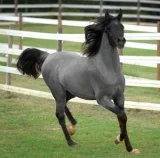 Americký jezdecký pony Americký jezdecký pony
