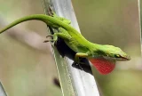 Anolis rudokrký