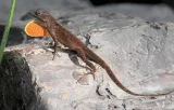 Anolis šedý