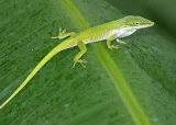 Anolis vepří