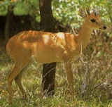 Antilopa čtyřrohá