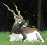Antilopa jelení