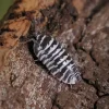 Svinka zebra
