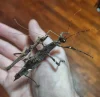 Strašilka Sungayova