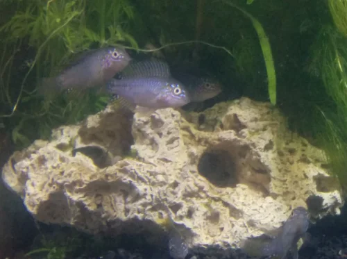 Cichlidka Borelliho