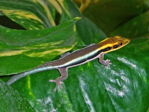 Felsuma Klemmerova