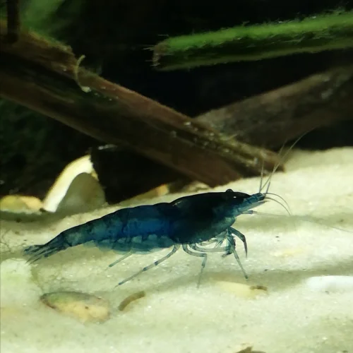Krevetka Neocaridina