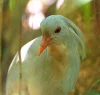 Kagu chocholatý