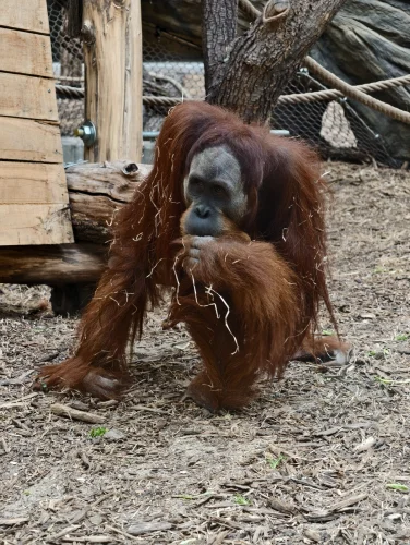 Orangutan sumaterský