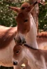 Kiang