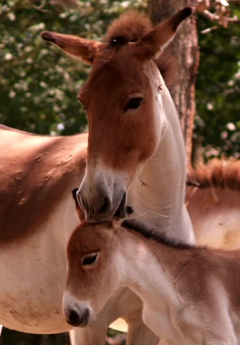 Kiang