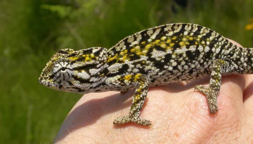 Chameleon kobercový
