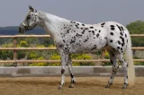 Appaloosa