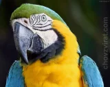 Ara ararauna Ara ararauna