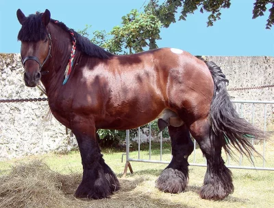 Ardenský kůň