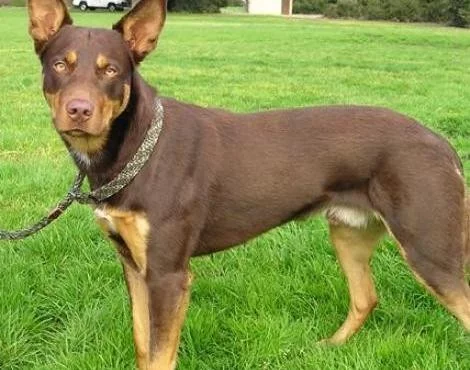 Australská kelpie