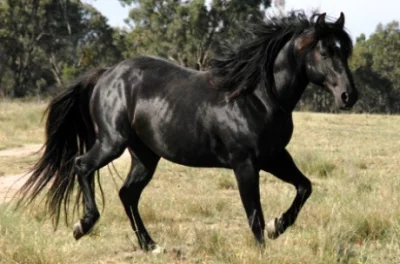 Australský honácký kůň