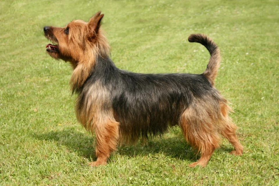 Australsky shop silky terrier