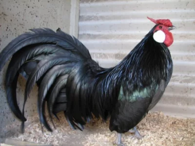 Bantamky