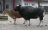 Banteng