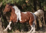Baškirský kůň Baškirský kůň