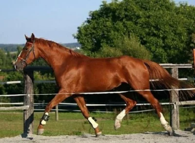 Belgický teplokrevník