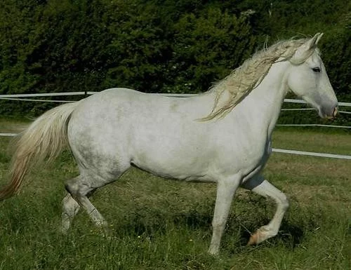 Berberský kůň
