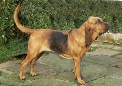 Bloodhound – svatohubertský pes
