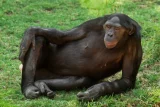 Bonobo