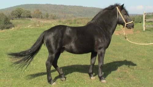 Bosenský horský kůň