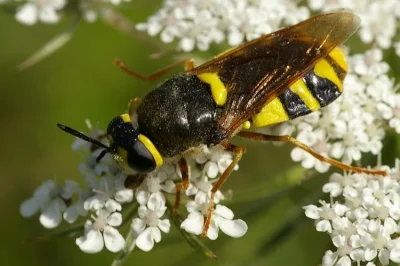 Bráněnka měnlivá