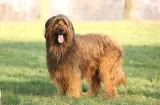 Briard