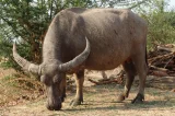 Buvol indický - Arni